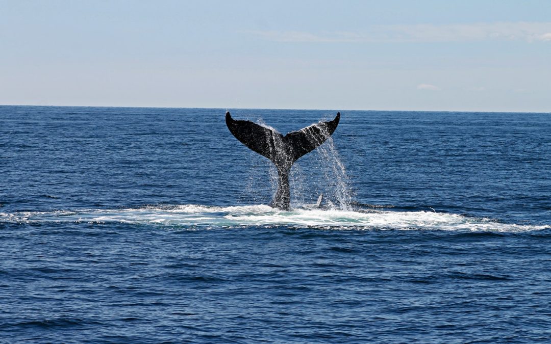 Animal Encounters in FNQ